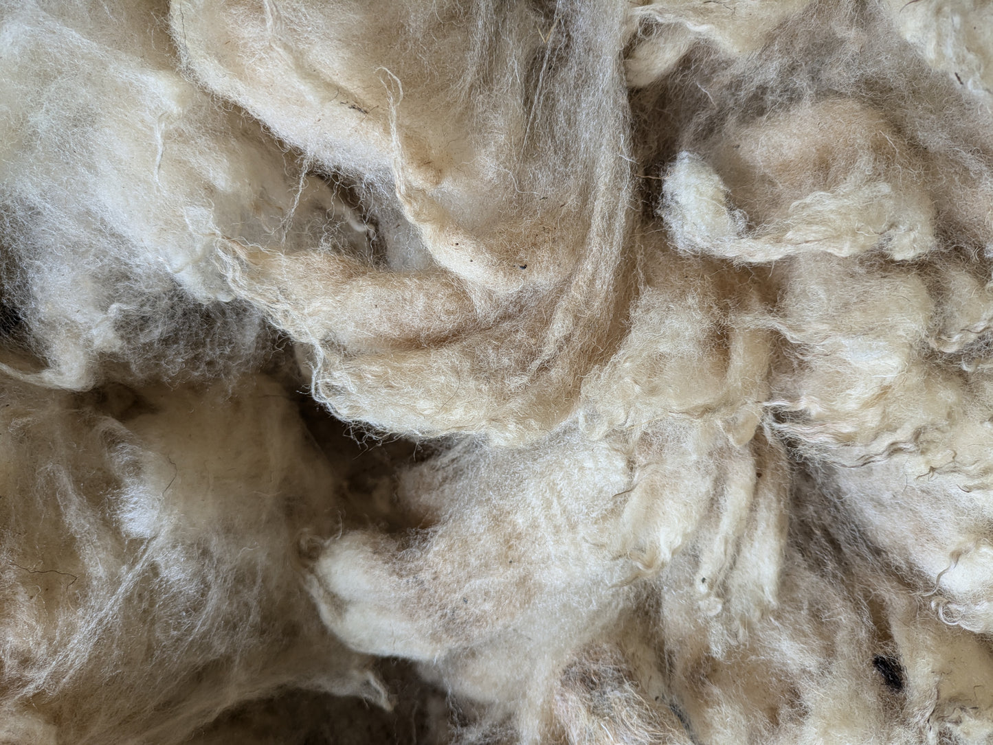 Badger Face Raw (Unwashed) Full Fleece  for Spinning and Crafts