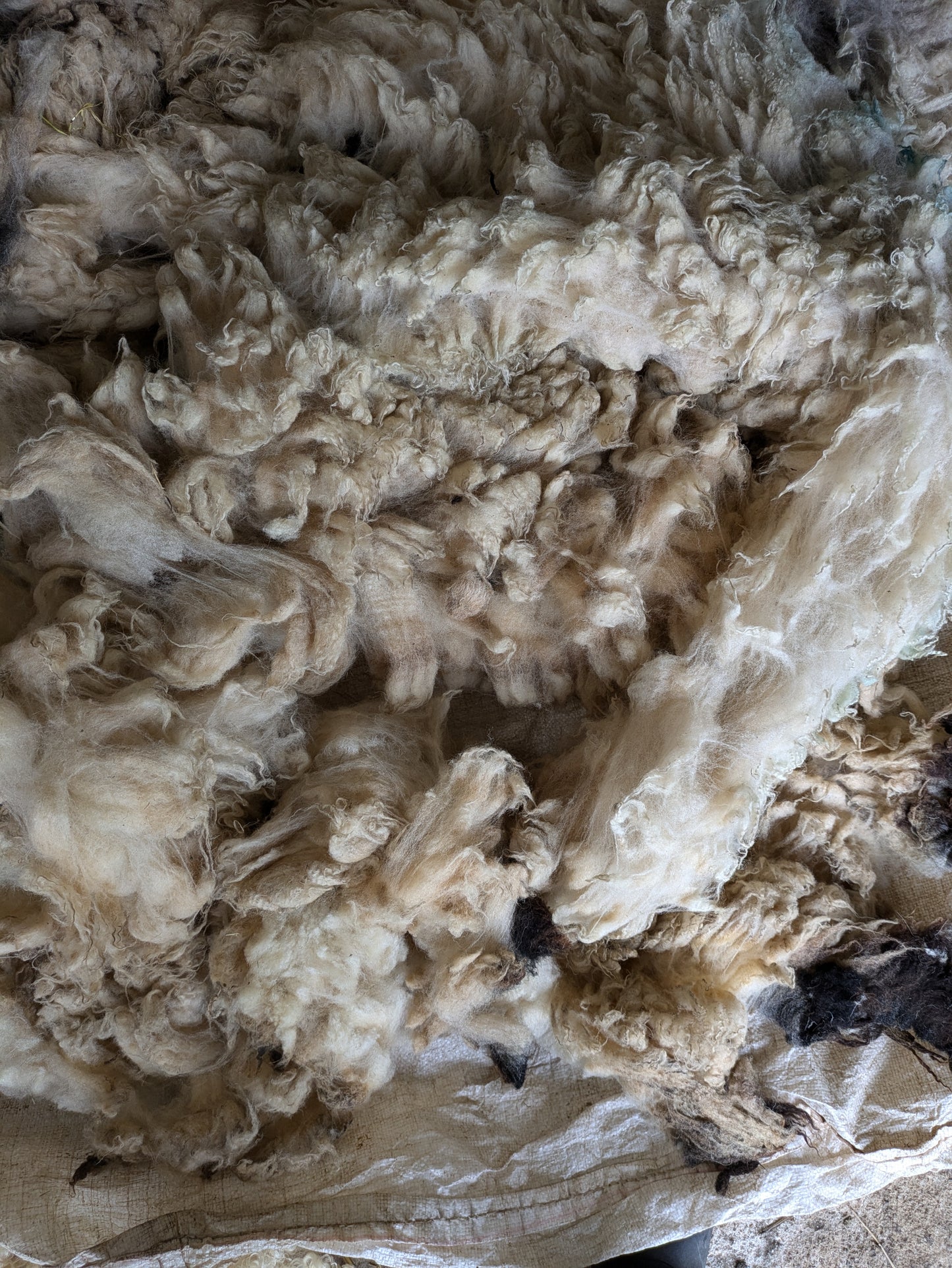 Badger Face Raw (Unwashed) Full Fleece  for Spinning and Crafts