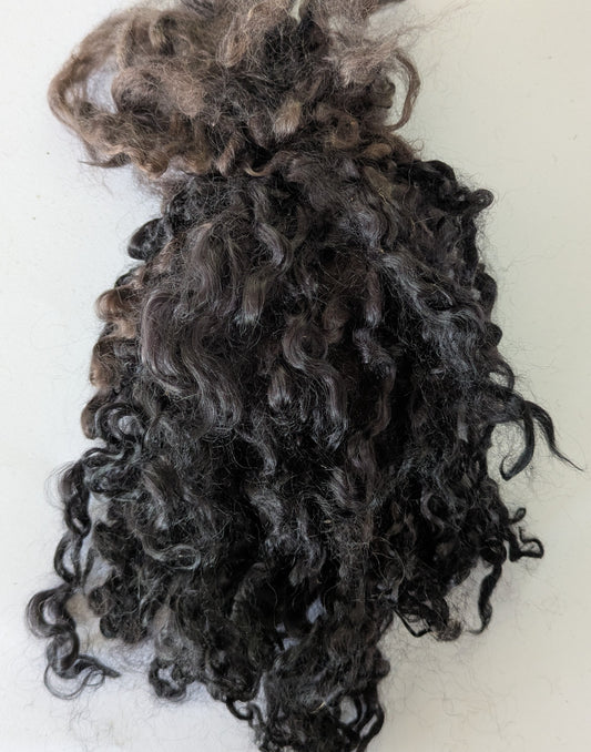 Teeswater Locks in Very Dark Brown to Black