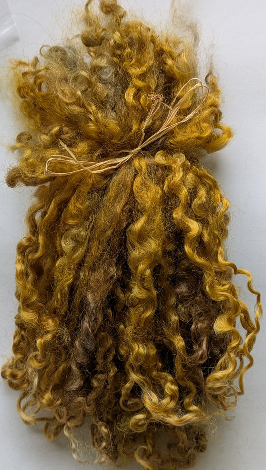 Teeswater Locks in Golden Brown