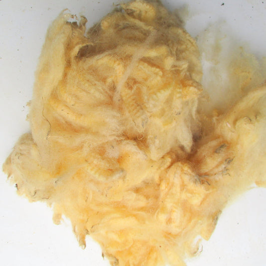 Texal Raw (Unwashed) Full Fleece  for Spinning and Crafts