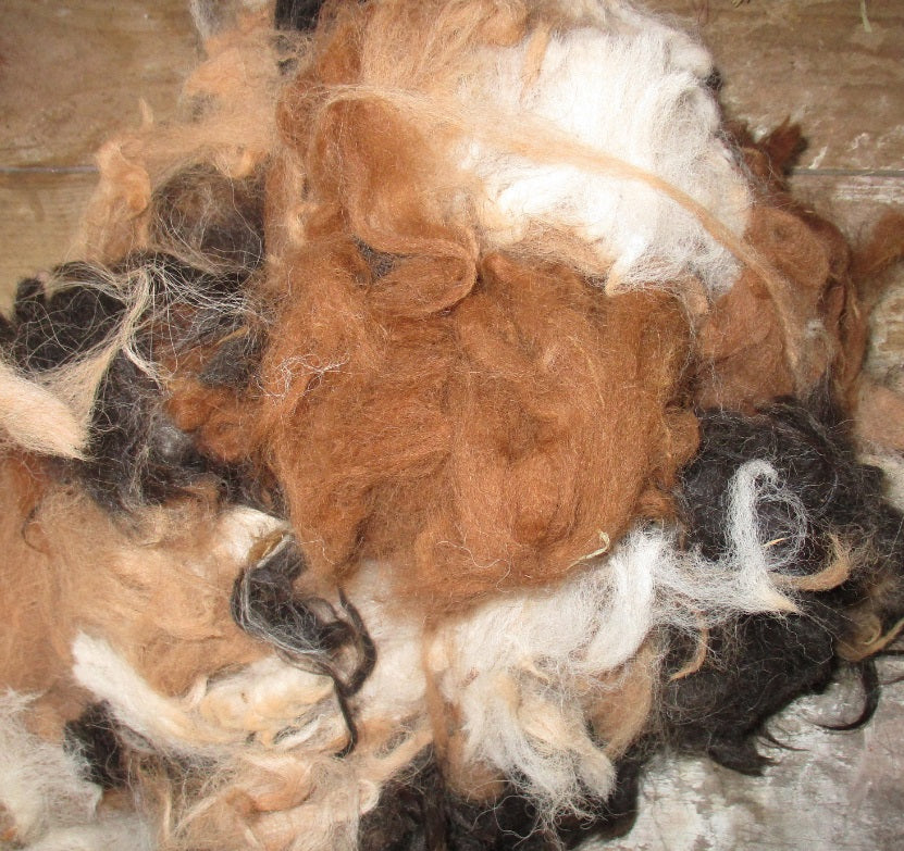 Huacaya Alpaca Mixed Colours