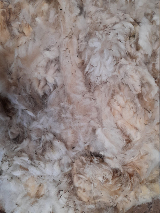 Exmoor Horn Raw (Unwashed) Full Fleece  for Spinning and Crafts