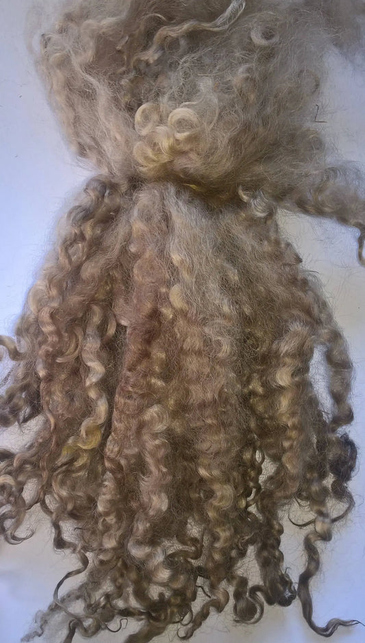 Teeswater Locks in Light Brown