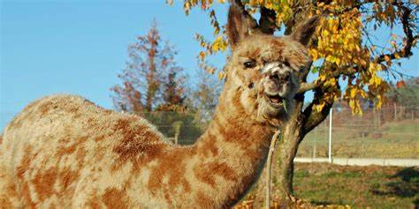 Huacaya Alpaca Mixed Colours