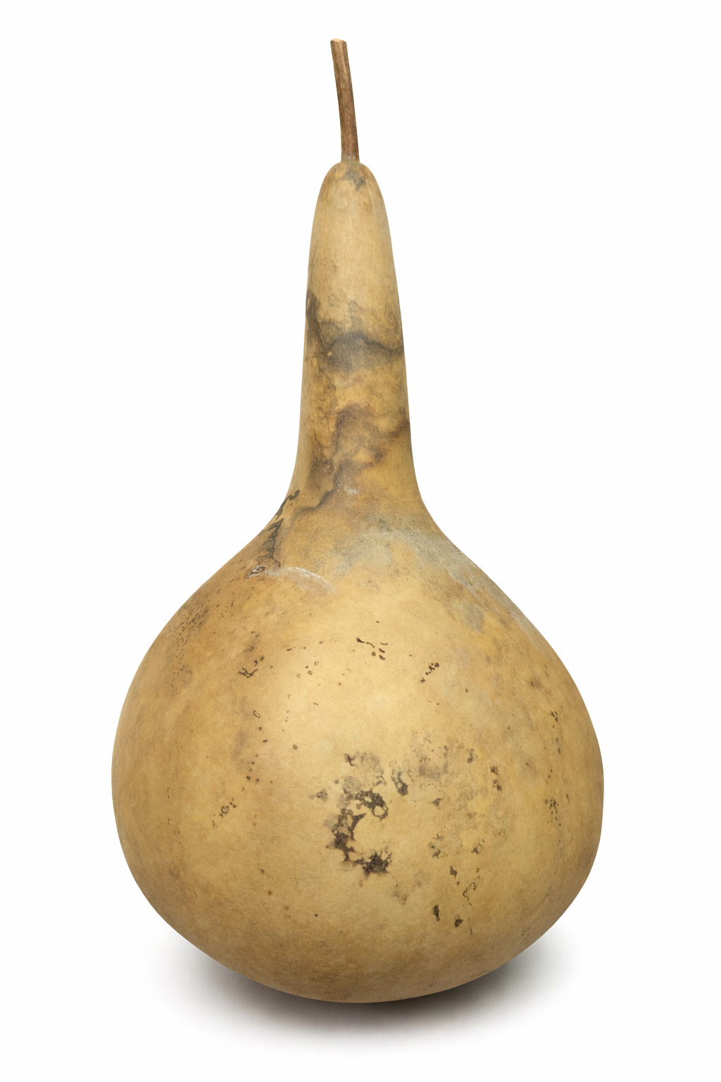 Bottle gourd Seeds Packet of 10