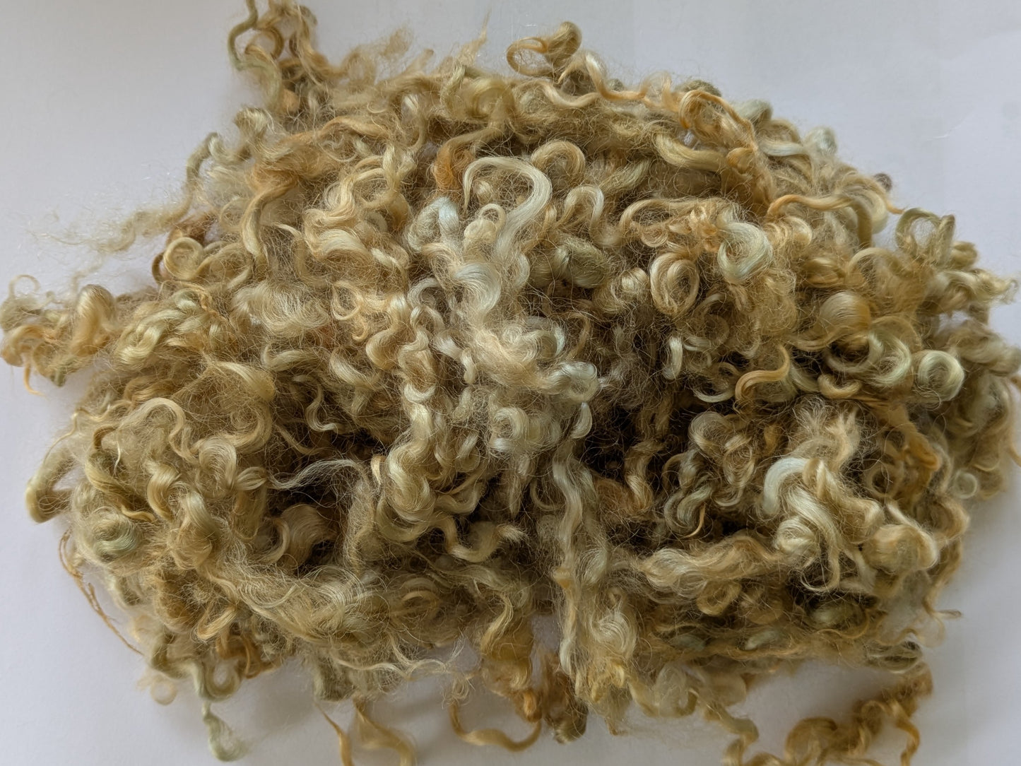 Undyed Teeswater Lamb washed Loose Fibre in medium blonde
