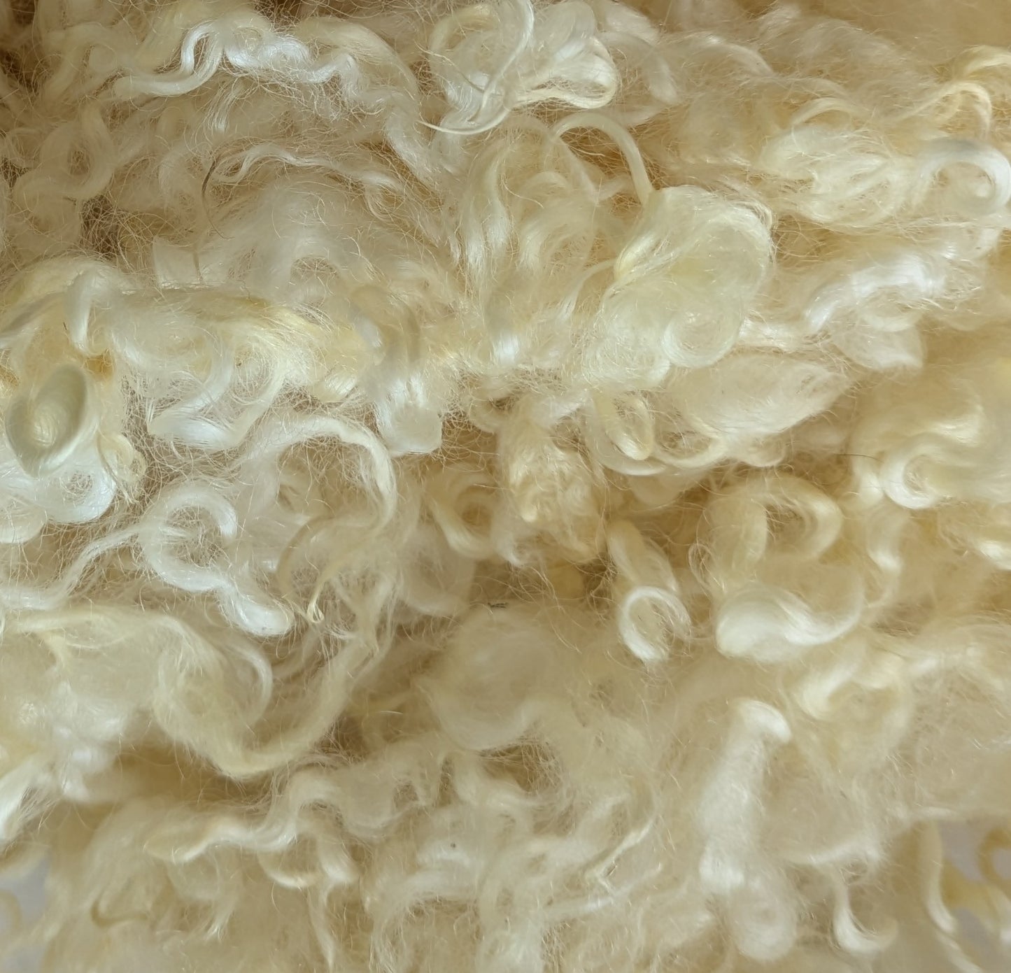 Undyed Teeswater Lamb washed Loose Fibre
