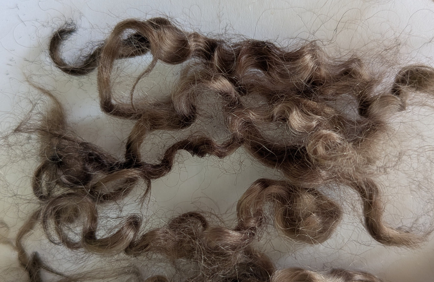 Undyed Teeswater Lamb washed Loose Fibre in chocolate brown
