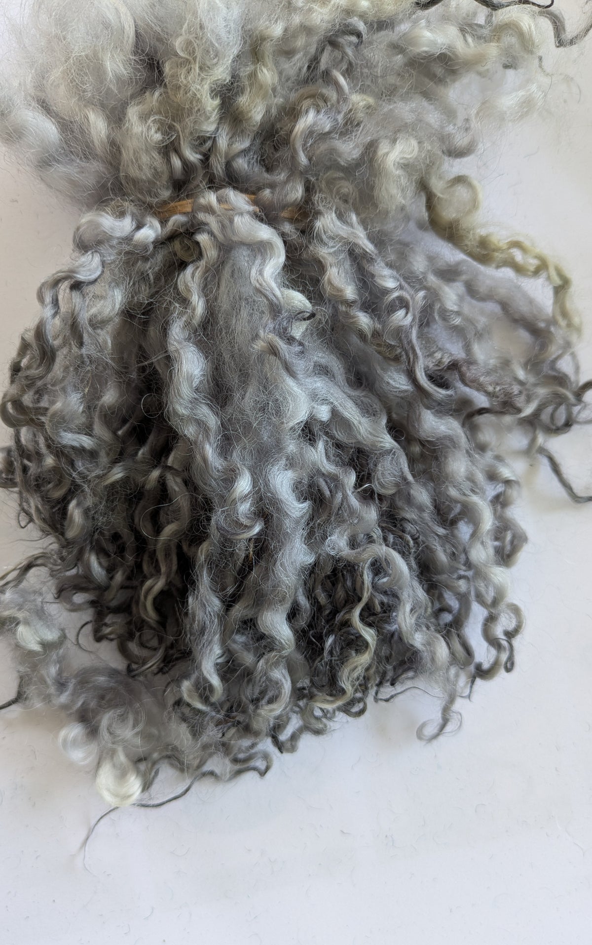 Teeswater Locks in silver grey