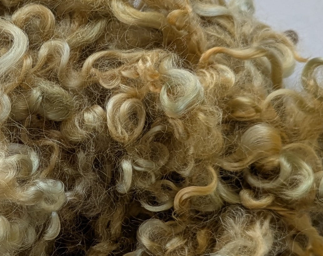 Undyed Teeswater Lamb washed Loose Fibre in medium blonde
