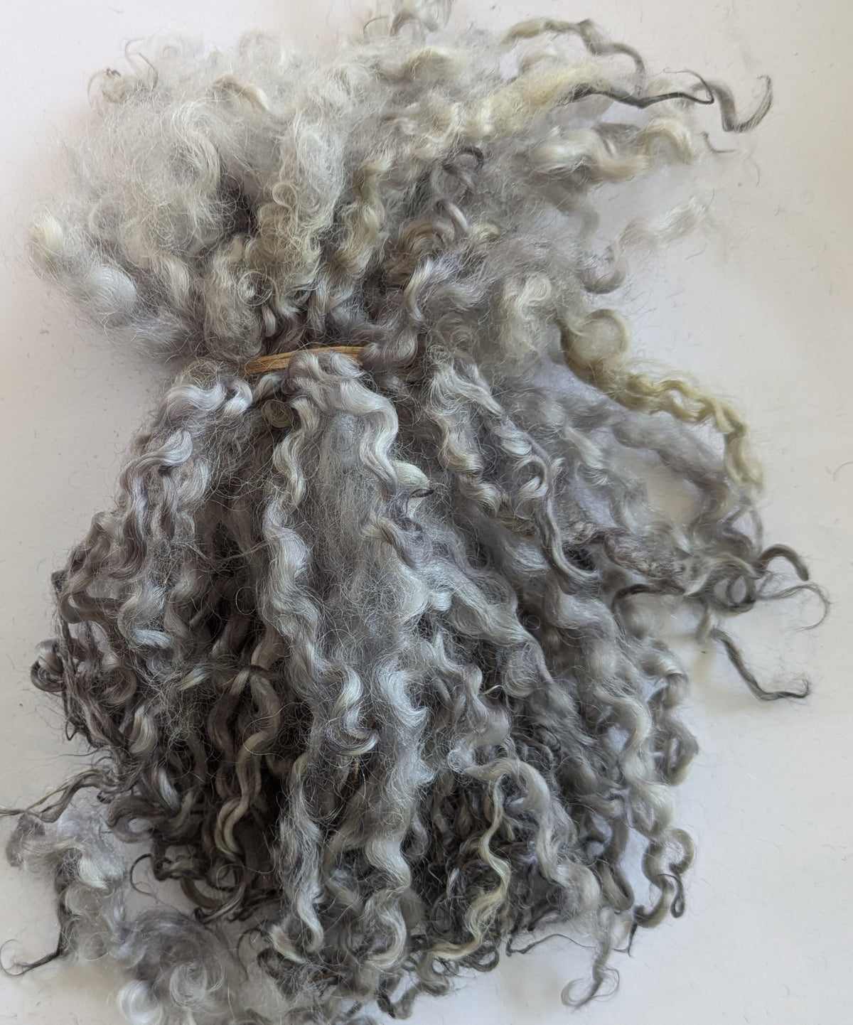 Teeswater Locks in silver grey