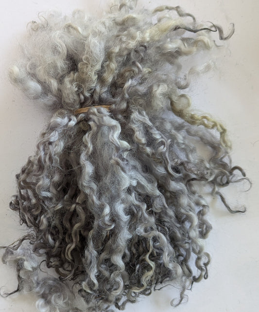 Teeswater Locks in silver grey