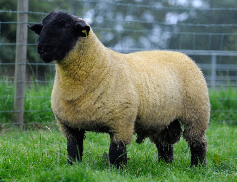 Suffolk Raw (Unwashed) Full Fleece  for Spinning and Crafts