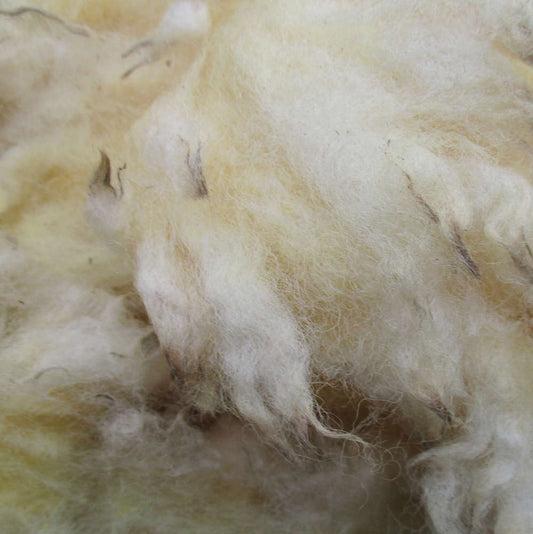 Suffolk Raw (Unwashed) Full Fleece  for Spinning and Crafts