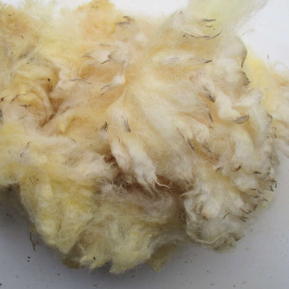 Suffolk Raw (Unwashed) Full Fleece  for Spinning and Crafts